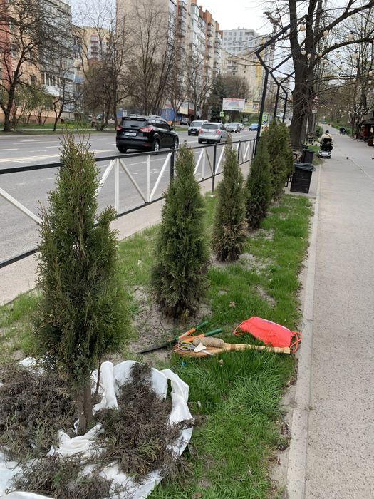 Стригу туї, обрізаю, висаджую квіти, кущі.