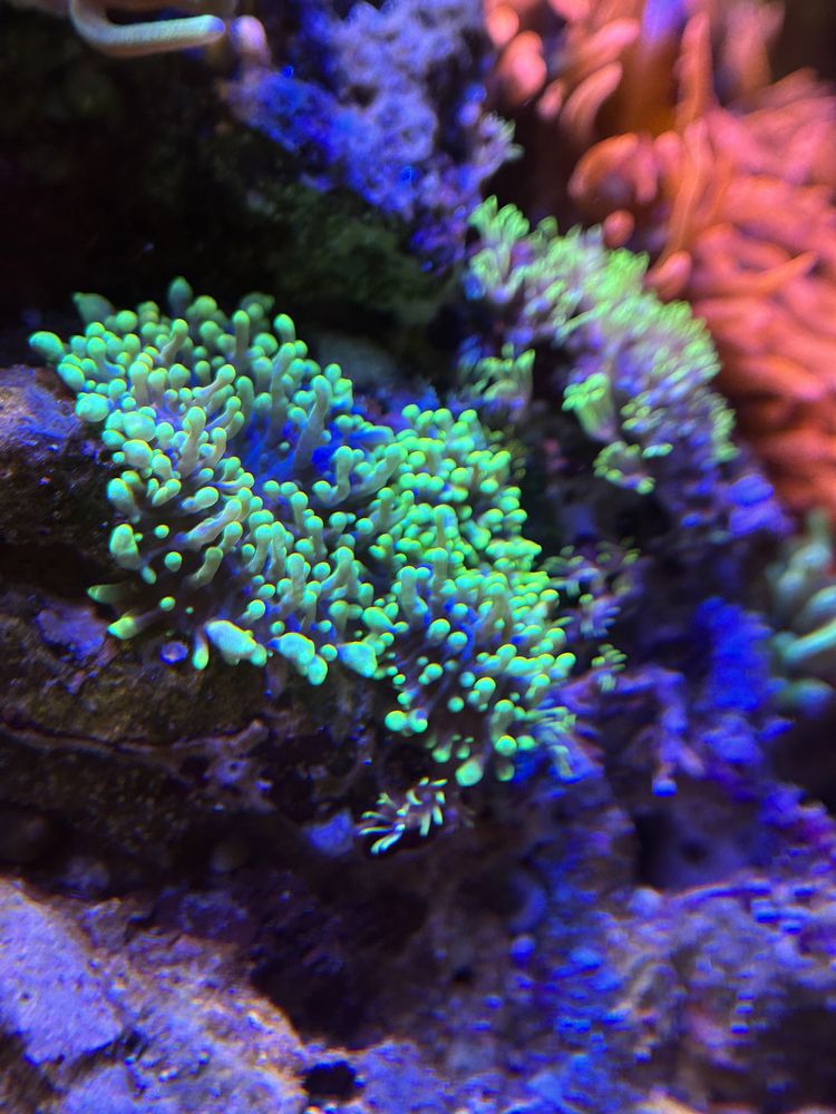Zestaw koralowców miękkich - 3 szt.