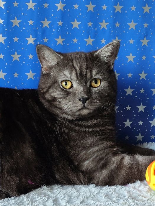 Мальчик чёрный дымчатый мрамор