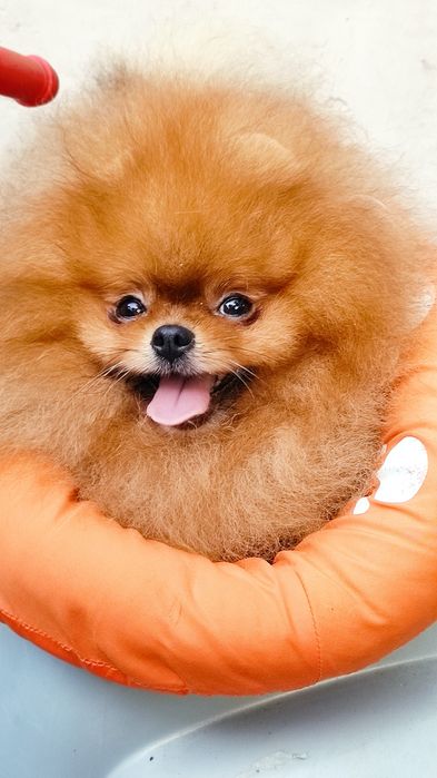 Померанский шпиц . Предложение Вязки .