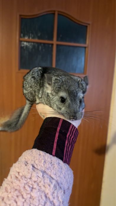 Szynszyl młody standard