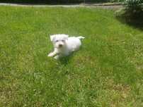 West highland white terrier- suczka