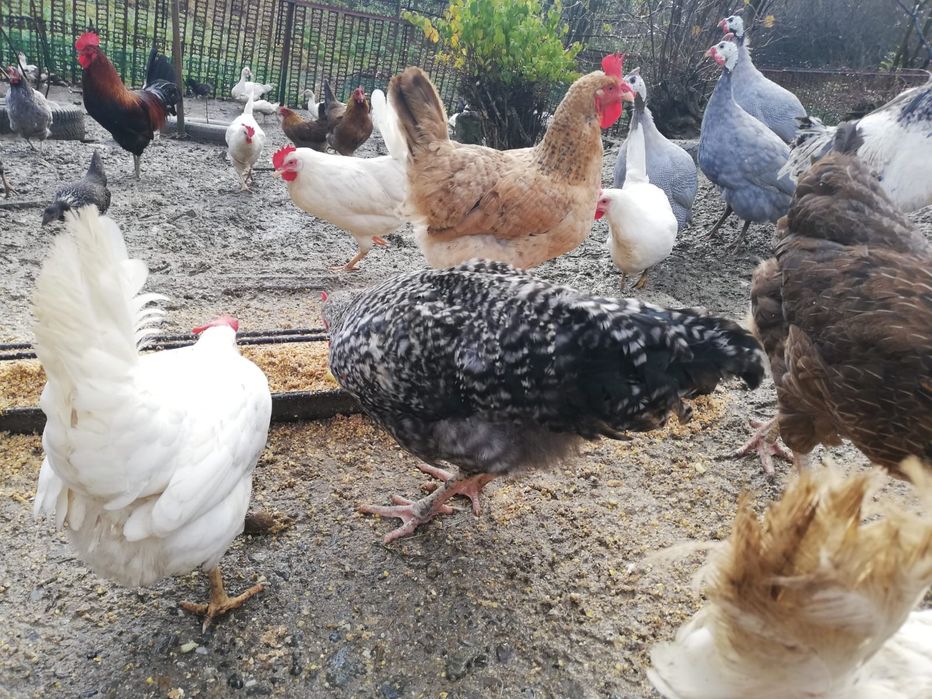 Sprzedam młode koguty