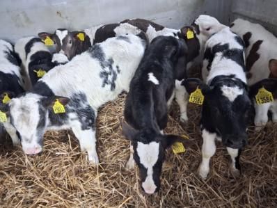 Jałówki 10 sztuk Mięsne Mieszańce Polskie