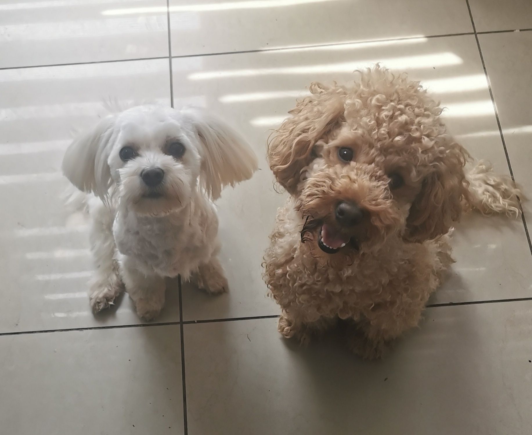Drobna sunia Maltipoo