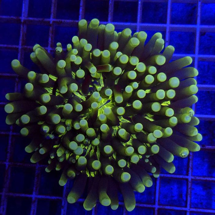 Heliofungia actiniformis XL WYSIWYG #2