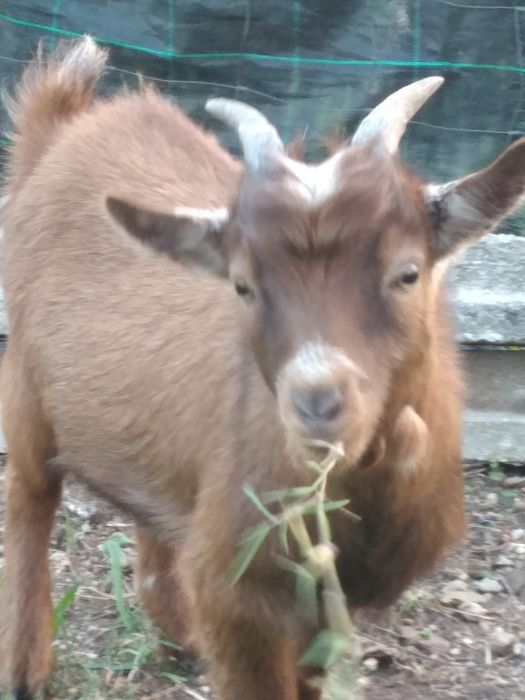 Cabras Anãs - Macho 6 meses
