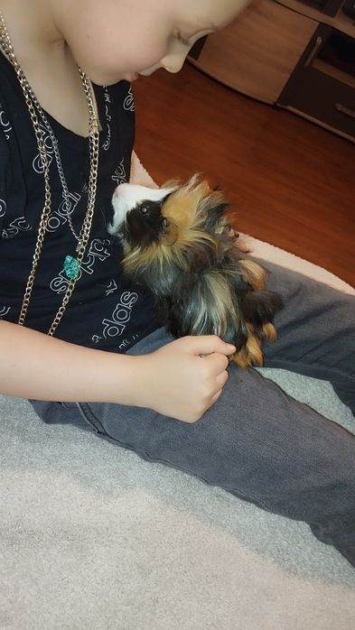 Świnka morska rozetka samiec