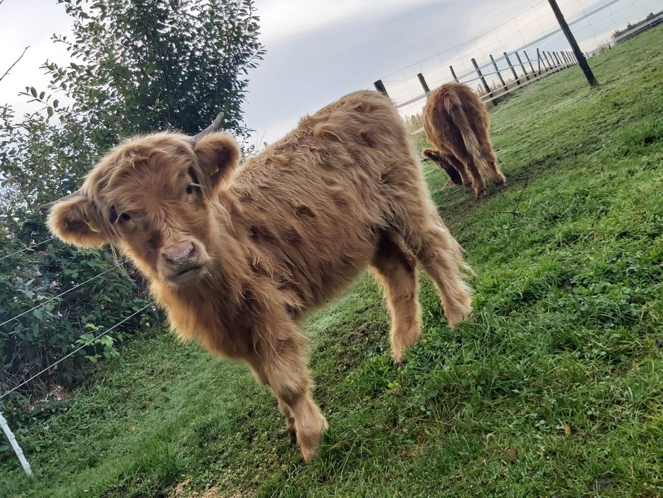 Sprzedam jałówki Highland Cattle