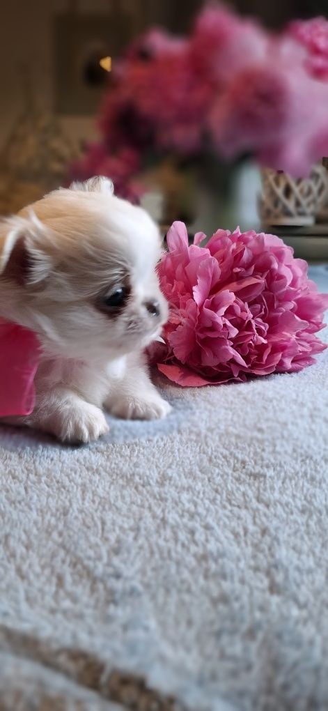 Chihuahua cudny piesek