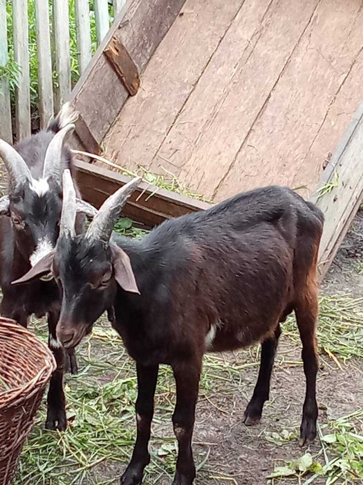 Продаються козенята