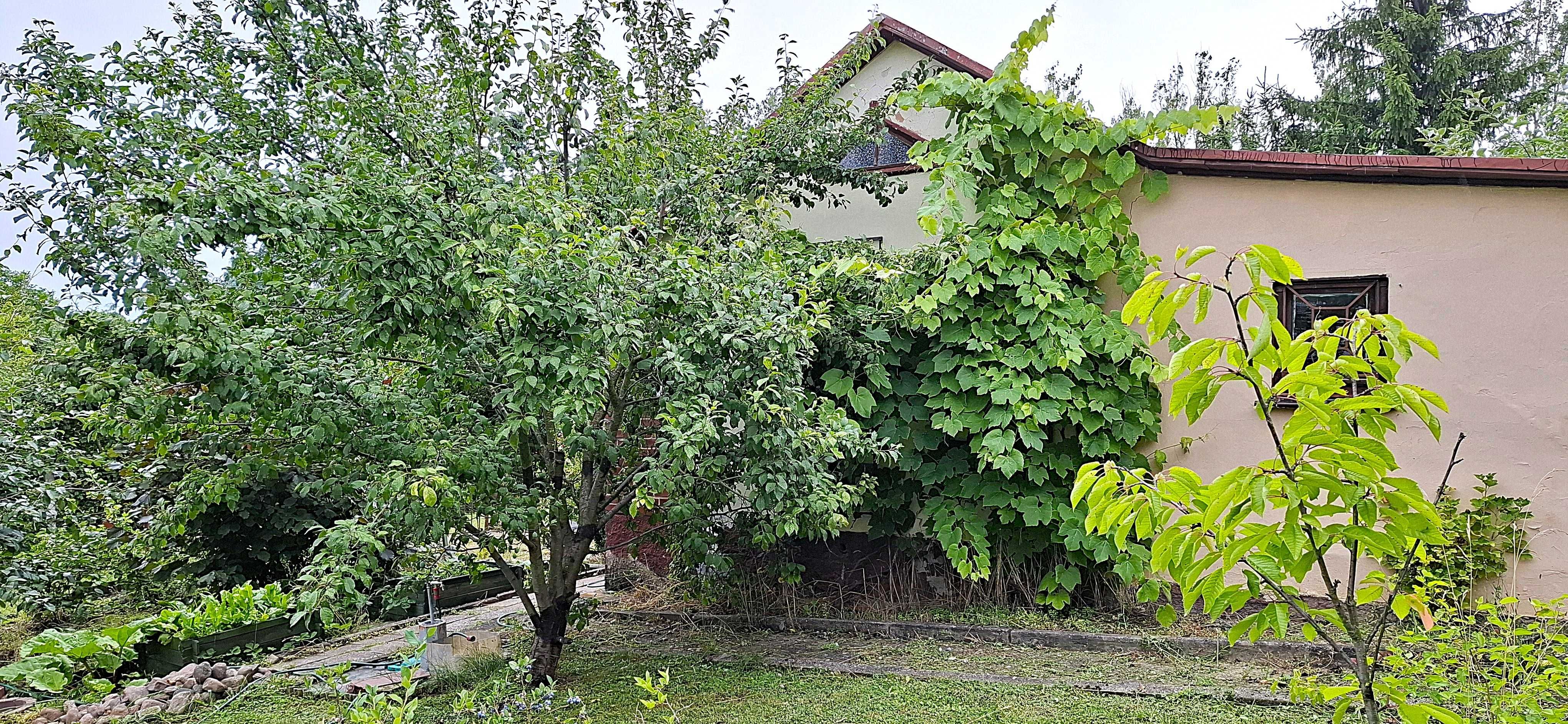 Sprzedam działkę ROD w Żaganiu.