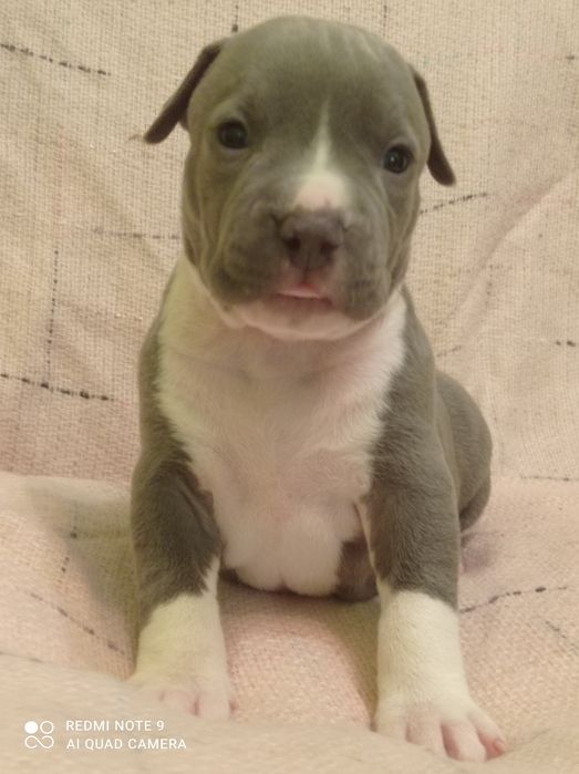 Amstaff błękitna suczka ZKWP FCI