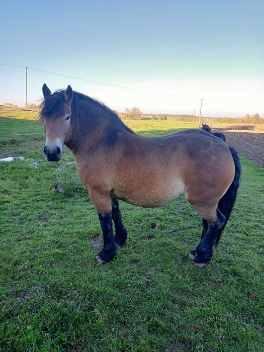 Klacz zimnokrwista źrebna