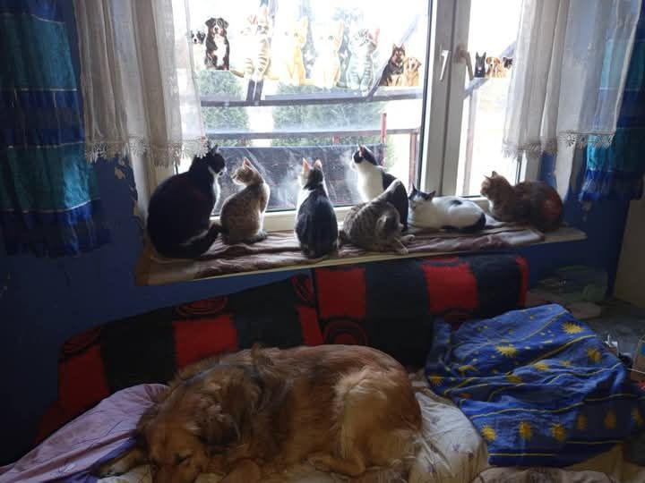 Zwierzaki polecają się do adopcji