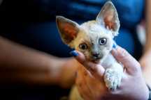 Kocurek devon rex po championach