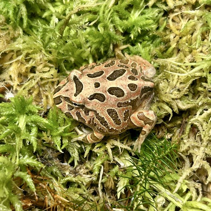 Zaba rogata Ceratophrys cranwelli mlode rozne ubarwienia