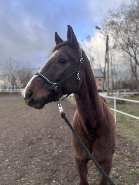 Kasztanowy wałach na sprzedaż