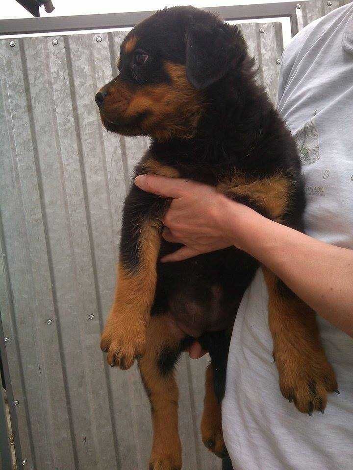 Rottweiler, piesek FCI