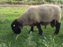 Vendo carneiro e borrego Suffolk