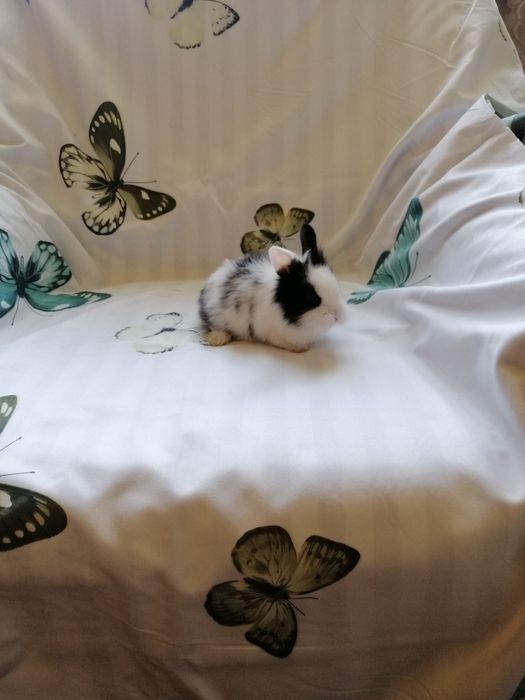 Króliczek karzełek Teddy