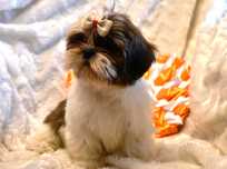 Shih Tzu suczka z doskonałym pochodzeniem rodowód