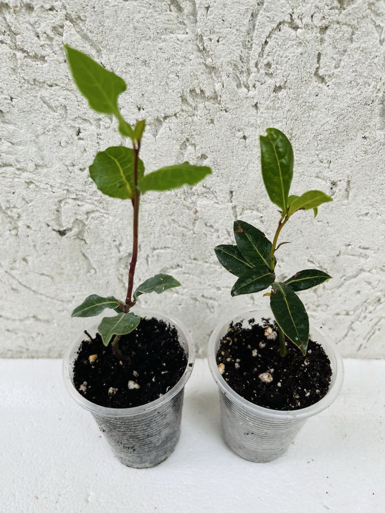 Лавр благородный/Laurus Nobilis