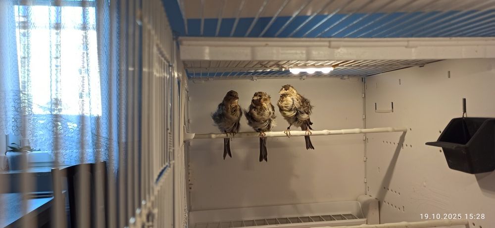 Kanarek kendeżawy Mehringer samiczka szafirowa