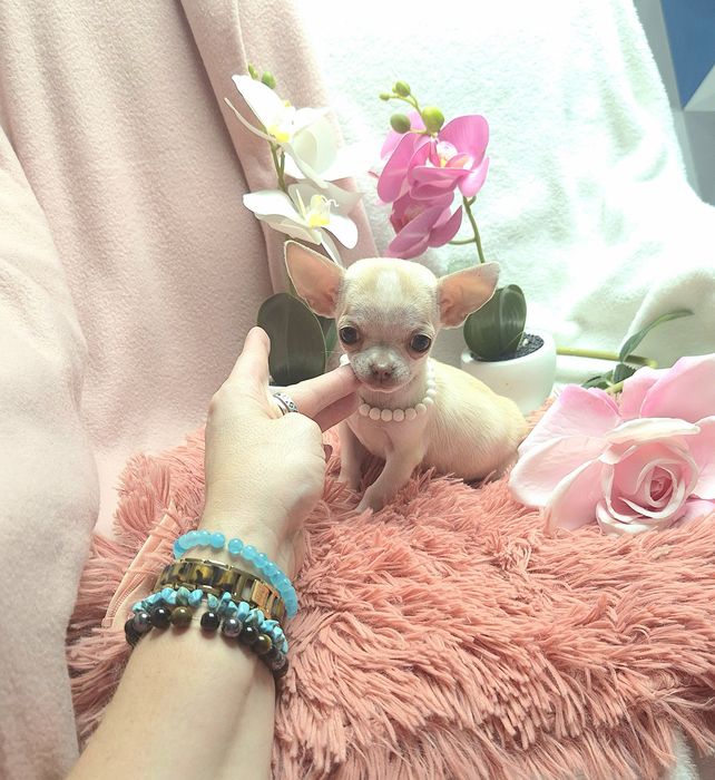 Śliczna Mała Sunia Chihuahua XS