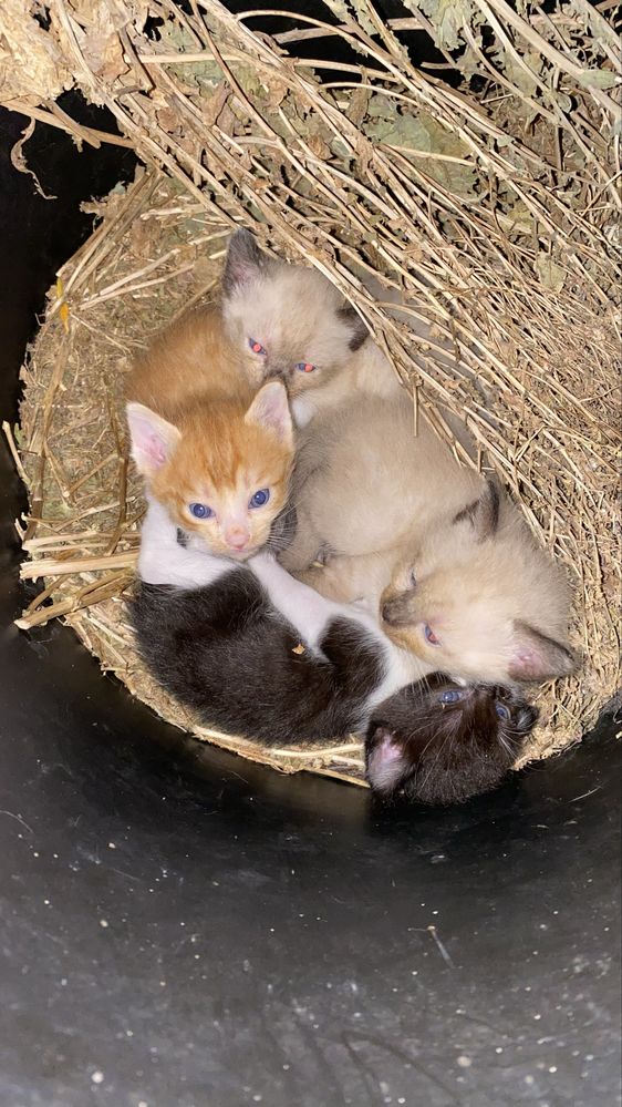 Gatinhos para adoçao