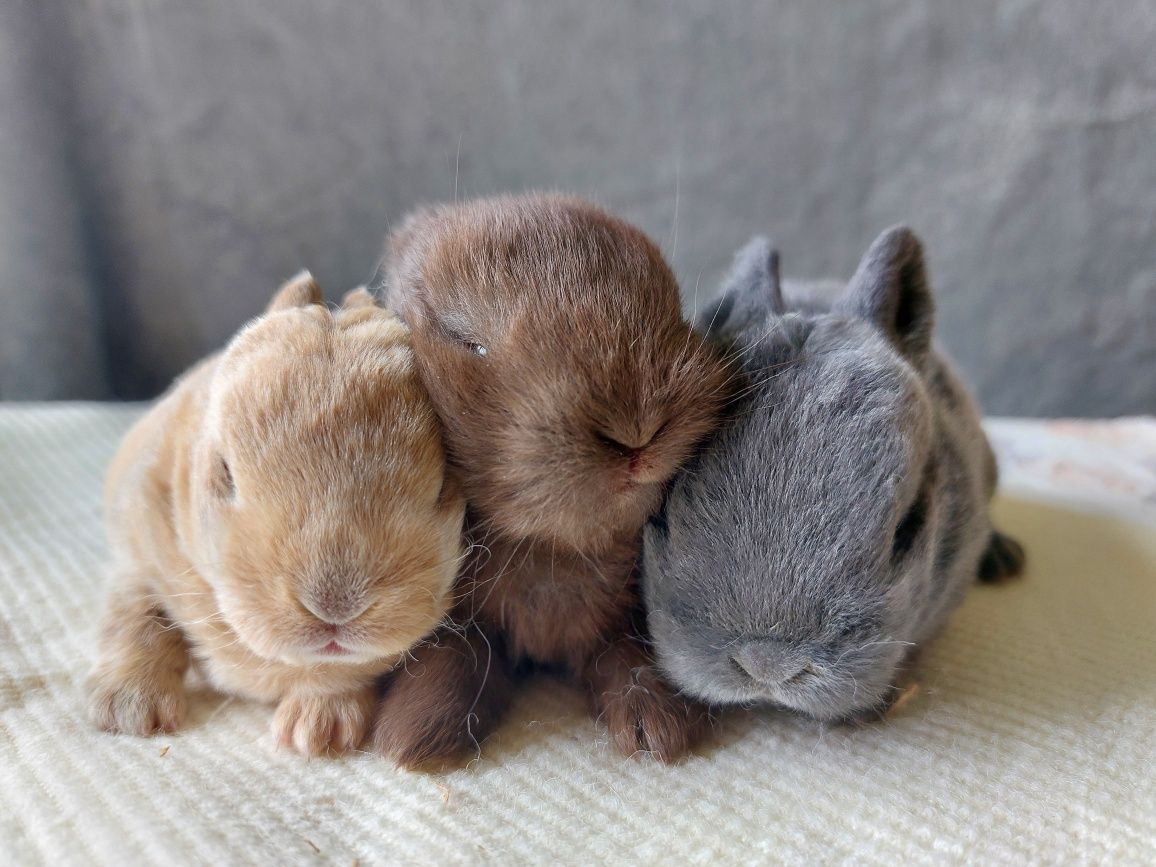 Pluszowy mini rex, karzełek rex, króliczek miniaturka, hipoalergiczny