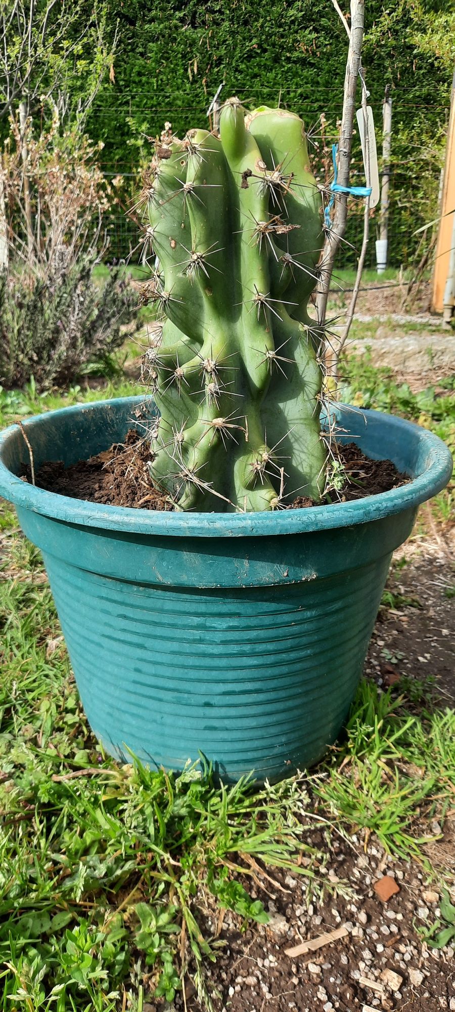 Cacto monstro (Cereus Peruviano Monstruosus)