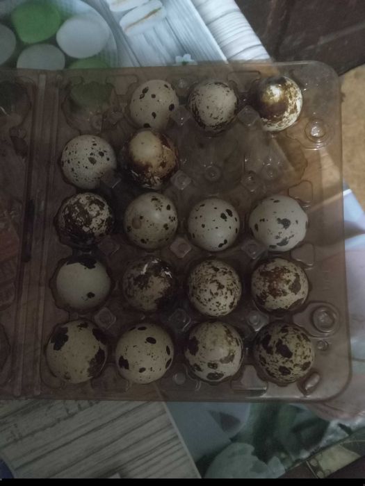 Инкубационное яйцо перепел