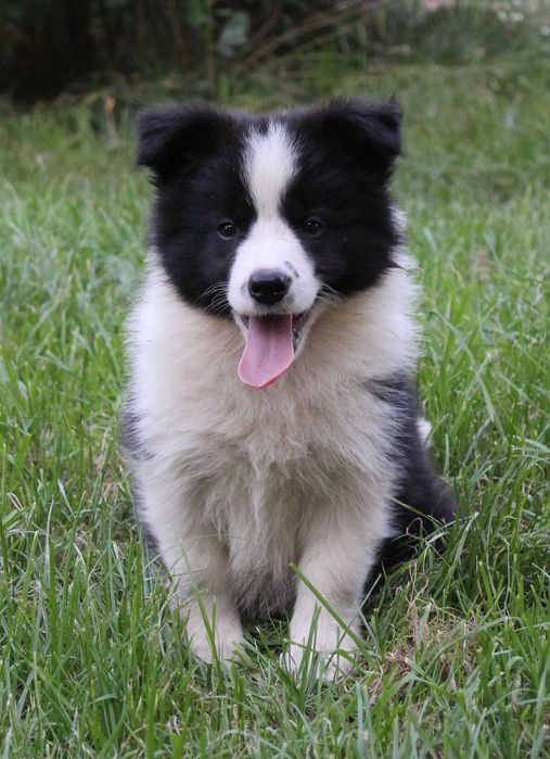Suczka Border Collie ZKwP/FCI