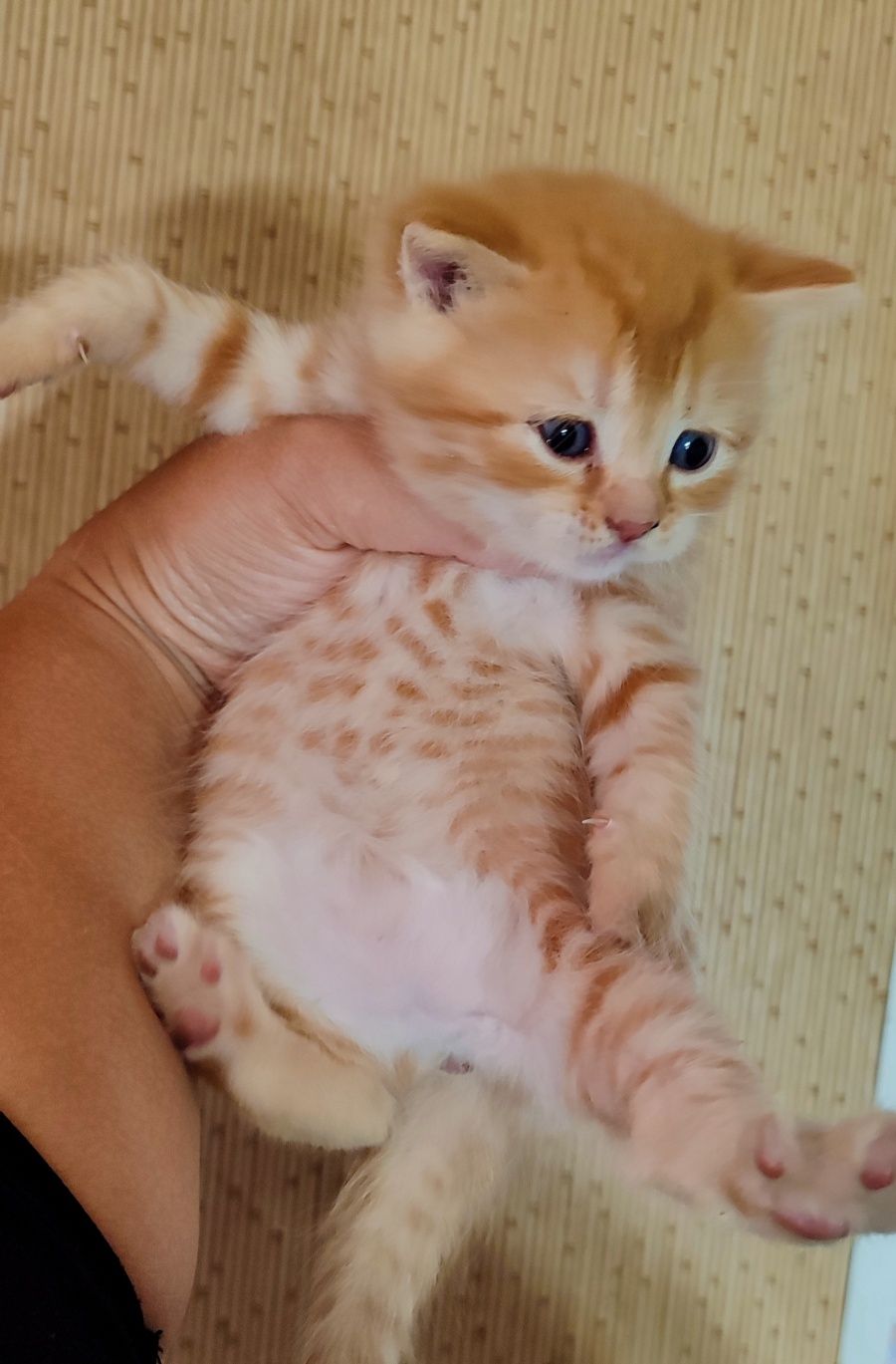 Продам котят Скотіш