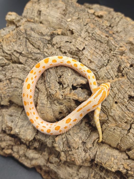 Heterodon zachodni