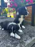 Szczeniak Border Collie