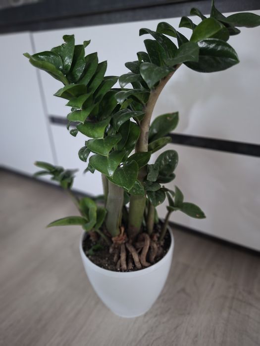 Заміокулькас Зензі (Zamioculcas zamiifolia 'Zenzi')