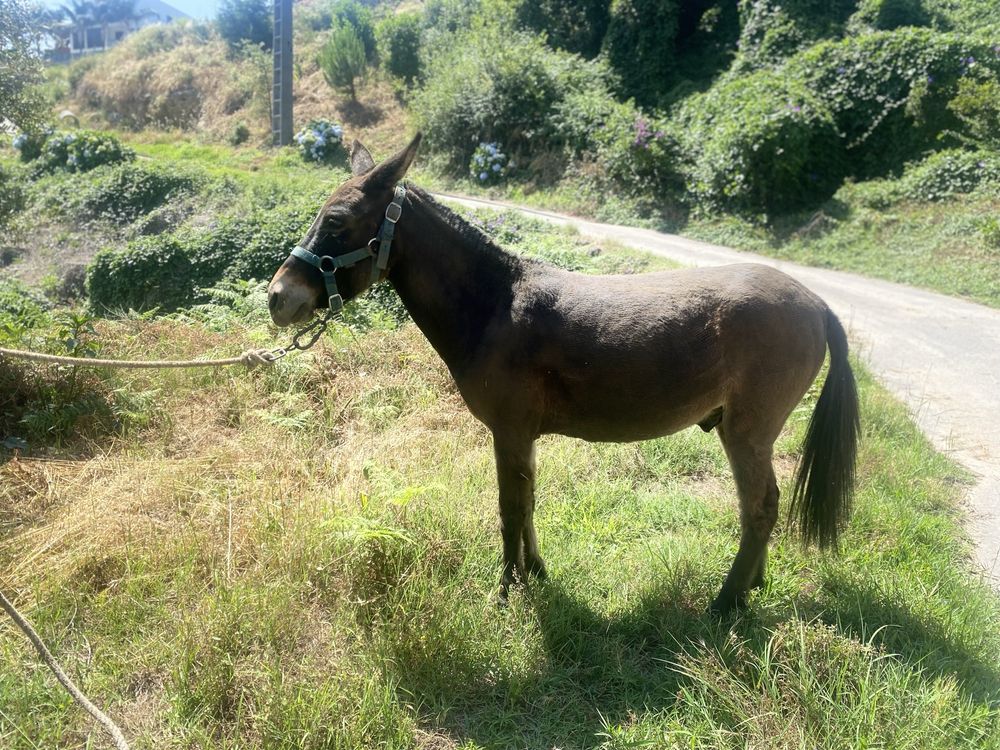 Burro macho cruzado de ponei