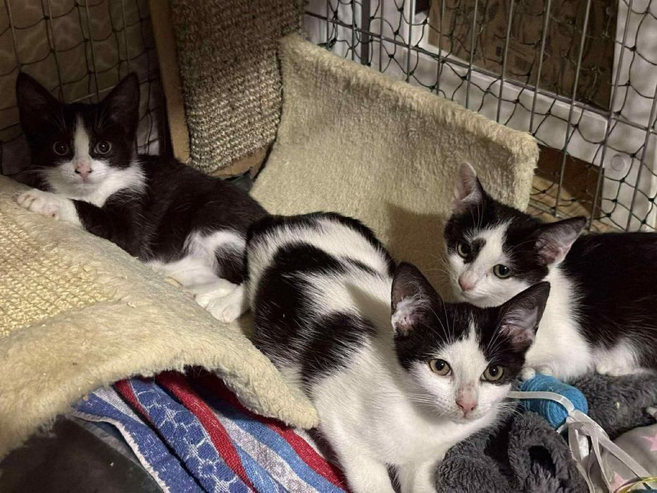 Kotek Rogalik do adopcji