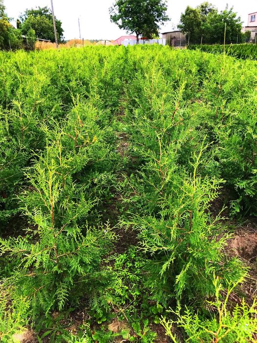 JESIENNA PROMOCJA !! Tuja Tuje Brabant 160-170 cm Sadzenie