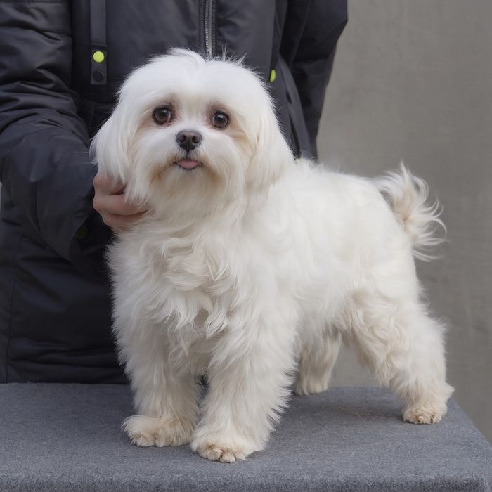 Цуценята мальтійської болонки з документами КСУ.