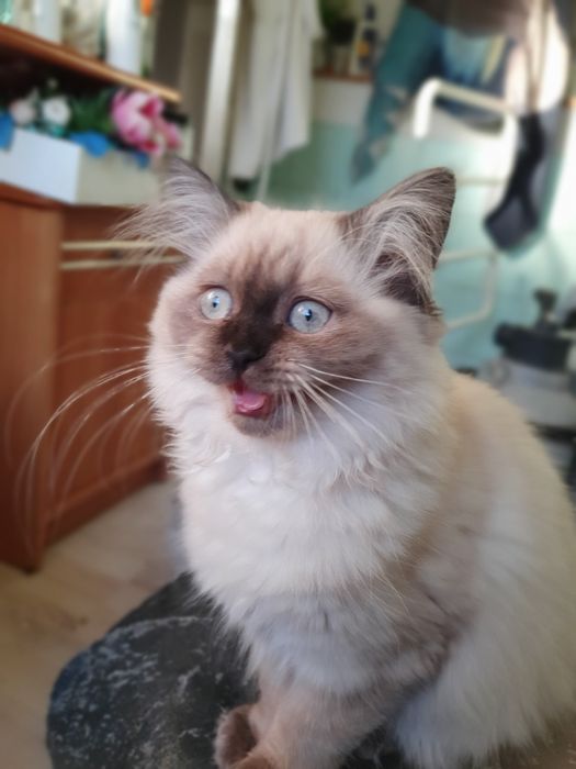 Kocurek długowłosy czekoladowy point