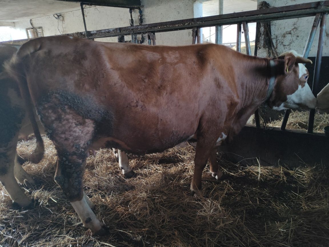 Jałówki cielne, duże ładne sztuki 15zł/kg