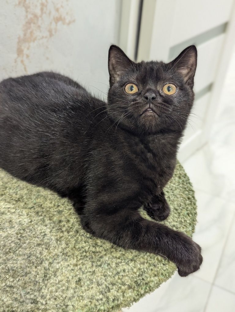 Шотландський котик