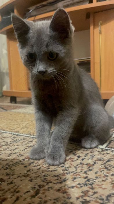 Кошеня шотландець