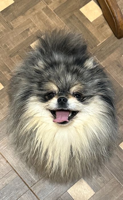 Вяжущий кобель мерле з підпалом