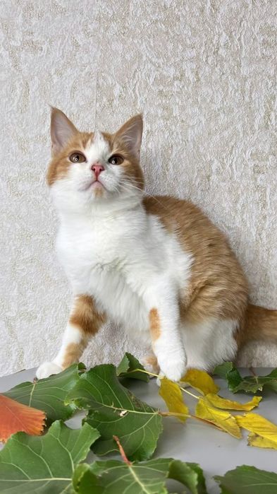 Отдам рыже-белого котенка, девочка, 3 месяца