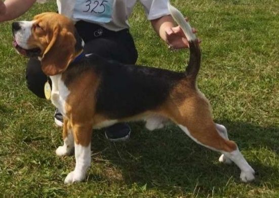 Бігль для в'язкі.