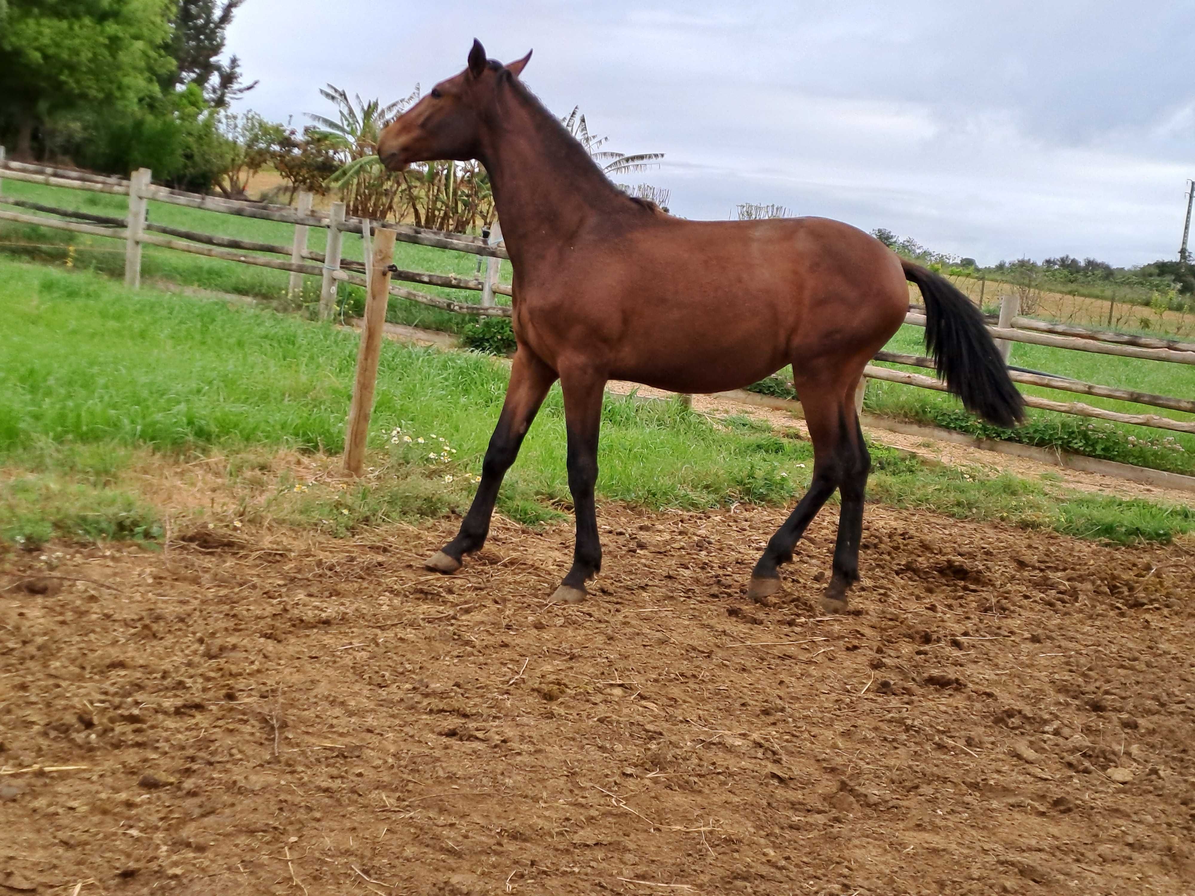 Poldro lusitano para vende